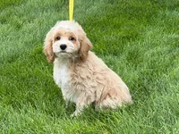 JACKSON, a male Cockapoo for sale in Blacksburg, VA – 1 of 1