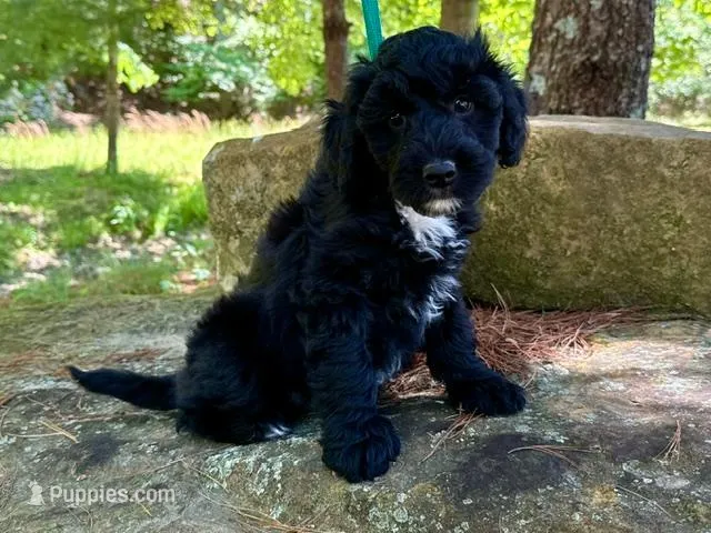 RAIN – Goldendoodle, Miniature Goldendoodle puppy for sale in Blacksburg, VA