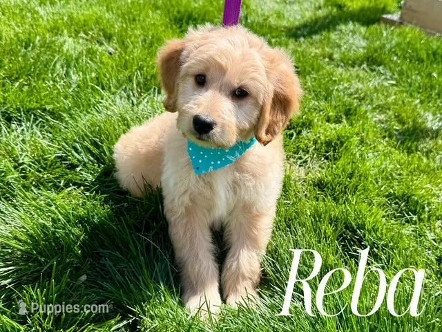 REBA – Goldendoodle, Miniature Goldendoodle puppy for sale in Blacksburg, VA