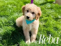 REBA, a female Goldendoodle and Miniature Goldendoodle for sale in Blacksburg, VA – 1 of 1