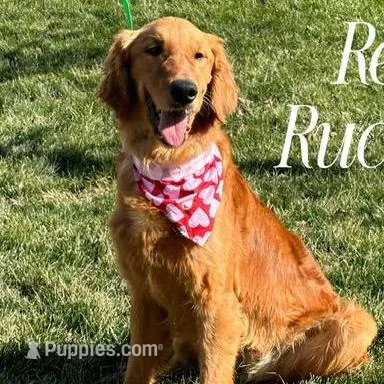 REBA, a female Goldendoodle and Miniature Goldendoodle for sale in Blacksburg, VA – Photo 2 of 3