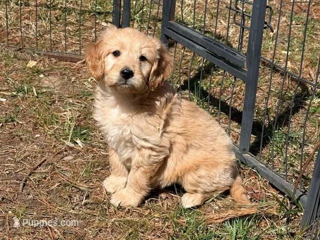 REBA – Goldendoodle, Miniature Goldendoodle puppy for sale in Blacksburg, VA