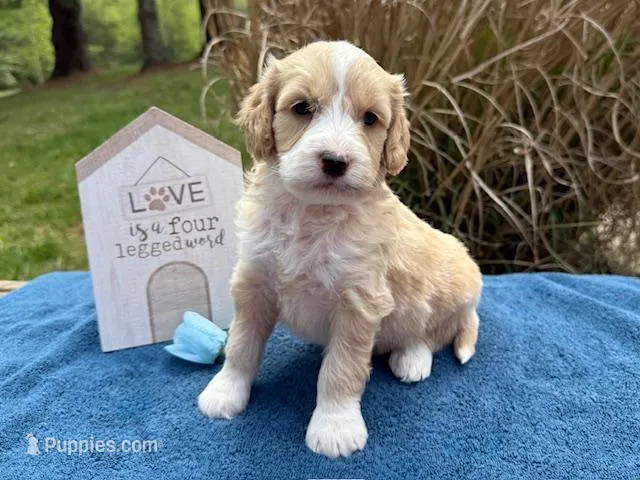 JULIAN – Goldendoodle, Miniature Goldendoodle puppy for sale in Blacksburg, VA