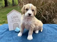 JULIAN, a female Goldendoodle and Miniature Goldendoodle for sale in Blacksburg, VA – 1 of 1