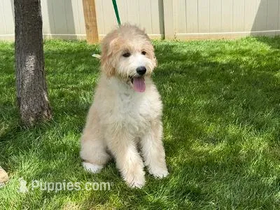 TRUFFLES – Goldendoodle puppy for sale in Blacksburg, VA