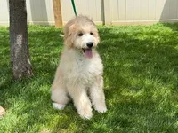 TRUFFLES, a female Goldendoodle for sale in Blacksburg, VA – 1 of 1