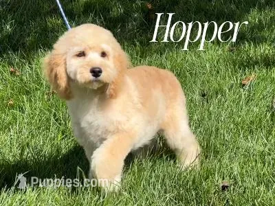 HOPPER – Cockapoo puppy for sale in Blacksburg, VA