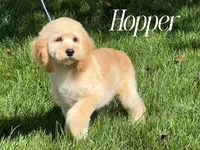 HOPPER, a male Cockapoo for sale in Blacksburg, VA – 1 of 2