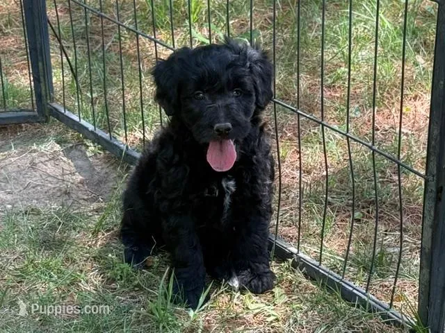 MAKO – Goldendoodle, Miniature Goldendoodle puppy for sale in Blacksburg, VA