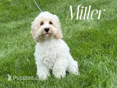 MILLER – Cockapoo puppy for sale in Blacksburg, VA