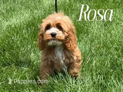 ROSA – Cockapoo puppy for sale in Blacksburg, VA