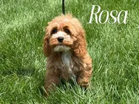 ROSA, a female Cockapoo for sale in Blacksburg, VA – 1 of 1