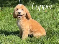 COPPER, a male Cockapoo for sale in Blacksburg, VA – 2 of 2