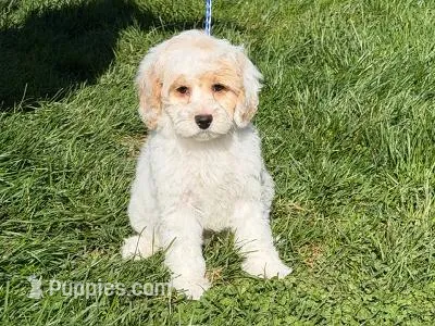 HICKORY, a male Cockapoo for sale in Blacksburg, VA – 1 of 1