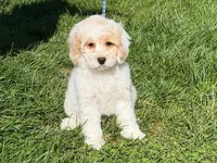 HICKORY, a male Cockapoo for sale in Blacksburg, VA – 1 of 1