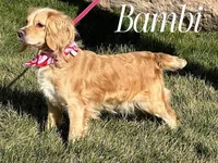 COLBY, a male Golden Cocker Retriever and Miniature Golden Retriever for sale in Blacksburg, VA – Photo 3 of 3