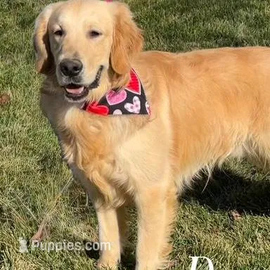 COLBY, a male Golden Cocker Retriever and Miniature Golden Retriever for sale in Blacksburg, VA – Photo 2 of 3