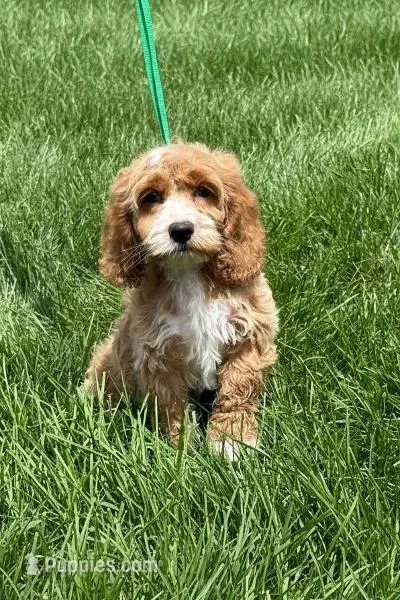 BLAZE – Cockapoo puppy for sale in Blacksburg, VA