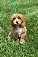 BLAZE, a male Cockapoo for sale in Blacksburg, VA – 1 of 2