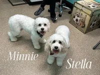 BELLE, a female Cockapoo for sale in Blacksburg, VA – Photo 2 of 2