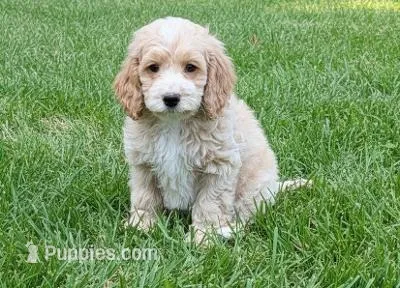 JACKSON – Cockapoo puppy for sale in Blacksburg, VA