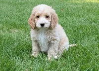 JACKSON, a male Cockapoo for sale in Blacksburg, VA – 1 of 1