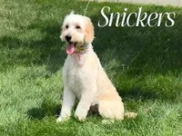 SNICKERS, a female Goldendoodle for sale in Blacksburg, VA – 2 of 2
