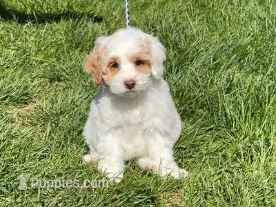 MAIZE, a female Cockapoo for sale in Blacksburg, VA – 1 of 1