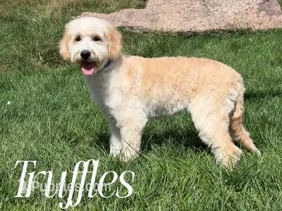 TRUFFLES – Goldendoodle puppy for sale in Blacksburg, VA
