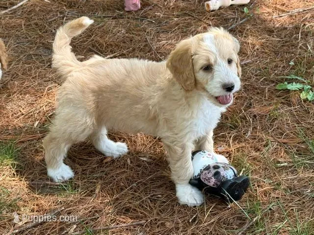 JULIAN – Goldendoodle, Miniature Goldendoodle puppy for sale in Blacksburg, VA
