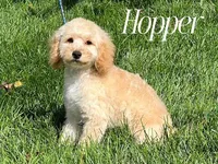 HOPPER, a male Cockapoo for sale in Blacksburg, VA – 2 of 2