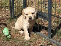 COLBY, a male Golden Cocker Retriever and Miniature Golden Retriever for sale in Blacksburg, VA – 1 of 1
