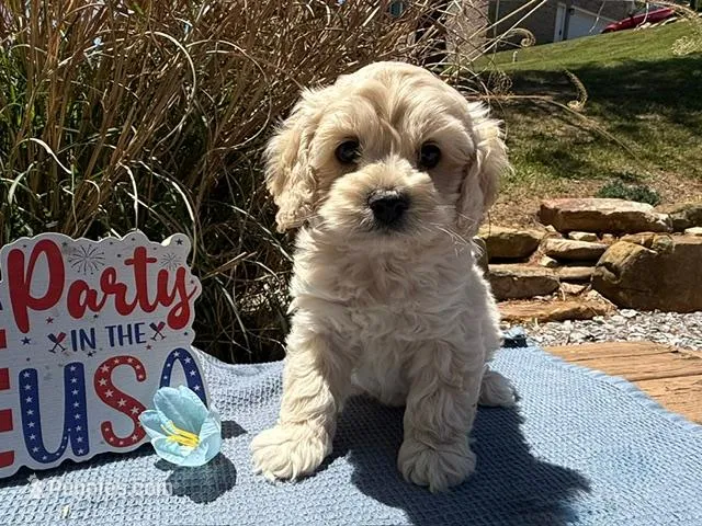 PASTA – Cockapoo puppy for sale in Blacksburg, VA