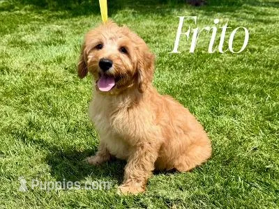 FRITO – Goldendoodle puppy for sale in Blacksburg, VA