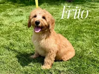 FRITO, a male Goldendoodle for sale in Blacksburg, VA – 1 of 1