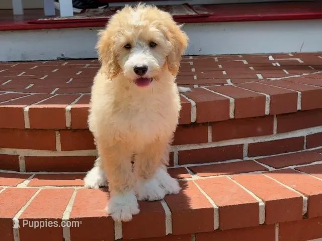 ROWDY – Goldendoodle puppy for sale in Blacksburg, VA