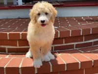 ROWDY, a male Goldendoodle for sale in Blacksburg, VA – 1 of 1