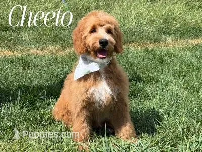 CHEETO – Goldendoodle puppy for sale in Blacksburg, VA