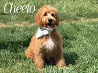 CHEETO, a female Goldendoodle for sale in Blacksburg, VA – 1 of 2