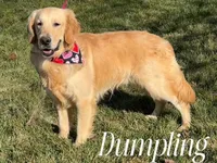 CHEDDAR, a male Golden Cocker Retriever and Miniature Golden Retriever for sale in Blacksburg, VA – Photo 2 of 3
