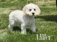 MILLER, a male Cockapoo for sale in Blacksburg, VA – 1 of 1