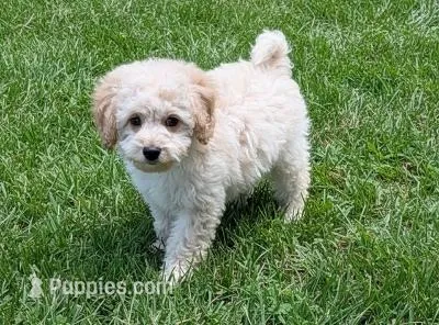 SAMMY – Cockapoo puppy for sale in Blacksburg, VA