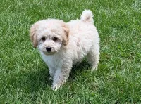 SAMMY, a male Cockapoo for sale in Blacksburg, VA – 1 of 1