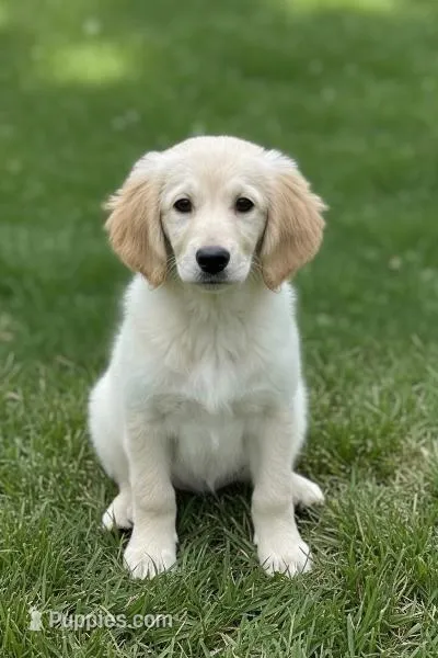 COOKIE – Goldendoodle, Miniature Goldendoodle puppy for sale in Blacksburg, VA