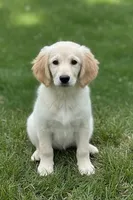 COOKIE, a female Goldendoodle and Miniature Goldendoodle for sale in Blacksburg, VA – 1 of 1
