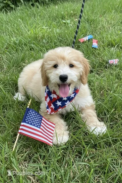 ROWDY – Goldendoodle puppy for sale in Blacksburg, VA