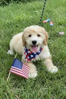 ROWDY, a male Goldendoodle for sale in Blacksburg, VA – 1 of 1