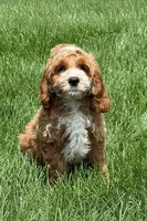 BLAZE, a male Cockapoo for sale in Blacksburg, VA – 2 of 2