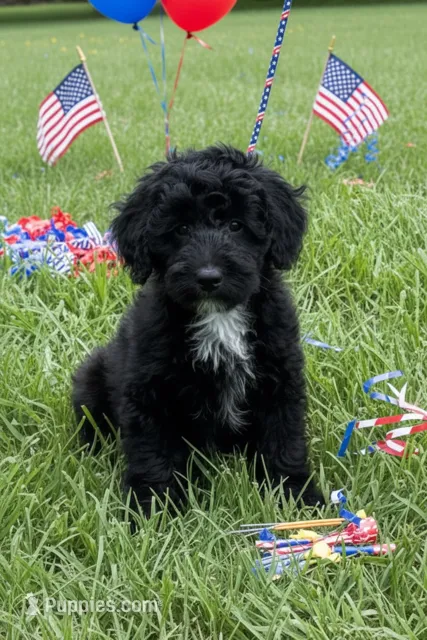RAIN – Goldendoodle, Miniature Goldendoodle puppy for sale in Blacksburg, VA