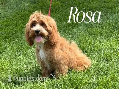 ROSA – Cockapoo puppy for sale in Blacksburg, VA